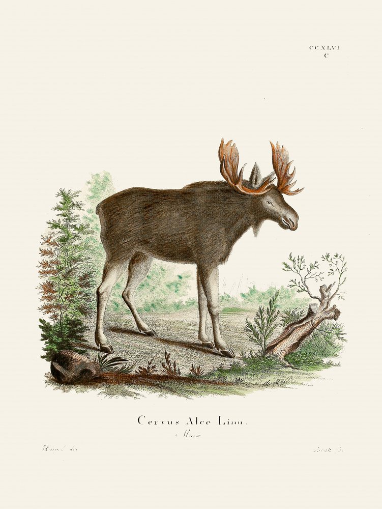 Moose od Johanna Christiana Daniela von Schrebera. od Johann Christian Daniel Von Schreber