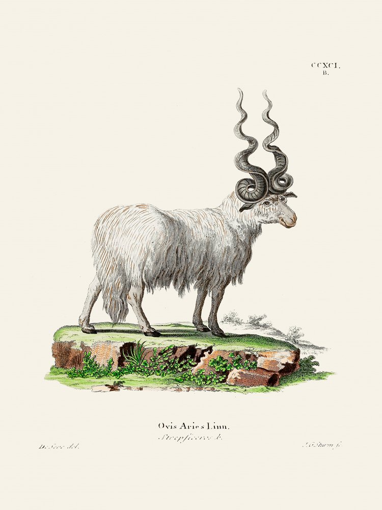 Ovis Aries od Johanna Andrease Wagenera a Johanna Christiana Daniela von Schrebera. od Johann Christian Daniel Von Schreber