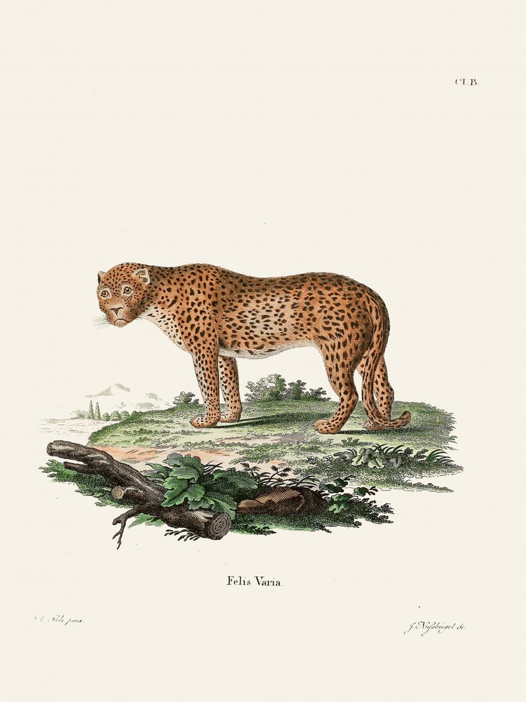 Panther od Johanna Christiana Daniela von Schrebera. od Johann Christian Daniel Von Schreber