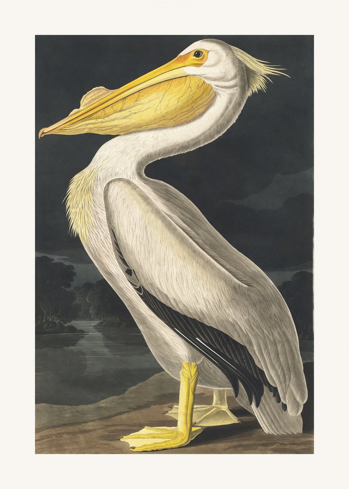  od John James Audubon