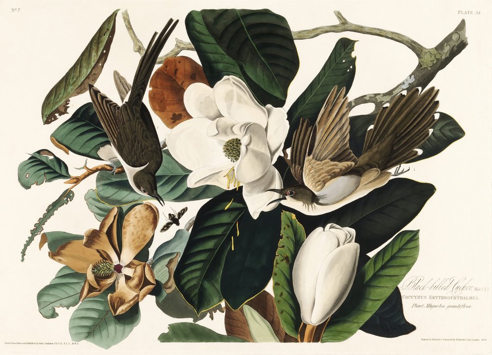  od John James Audubon