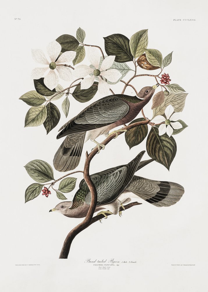  od John James Audubon
