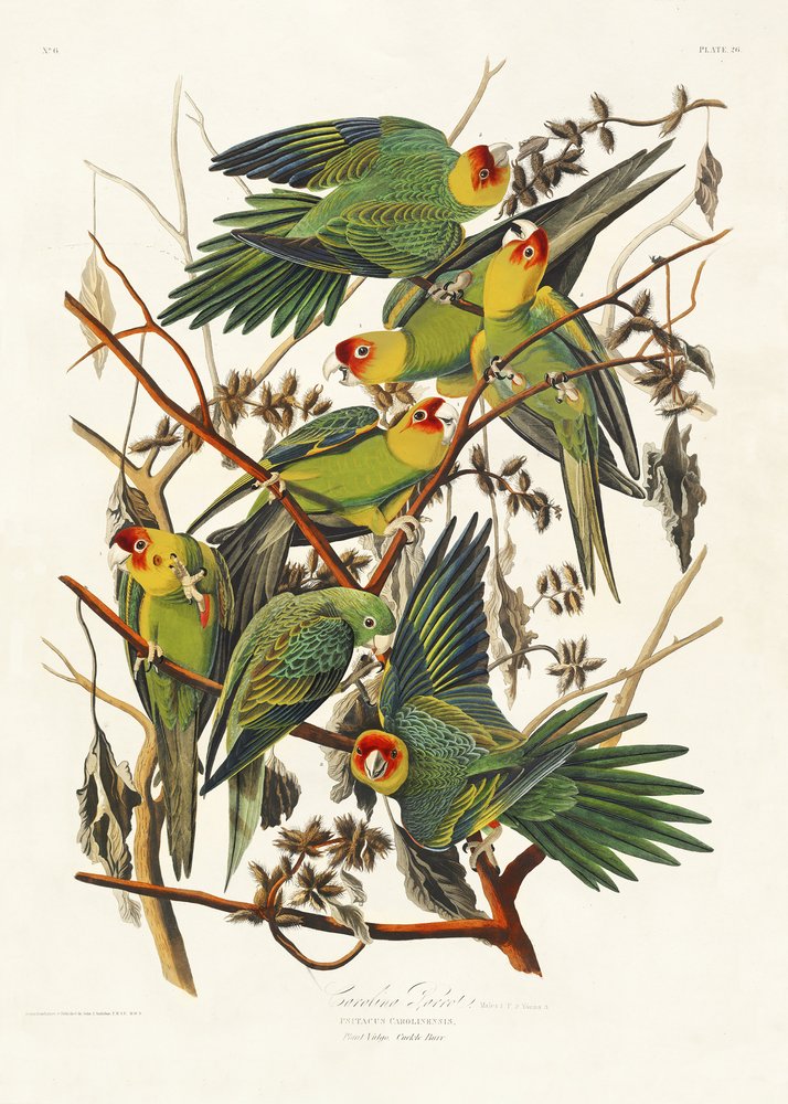  od John James Audubon