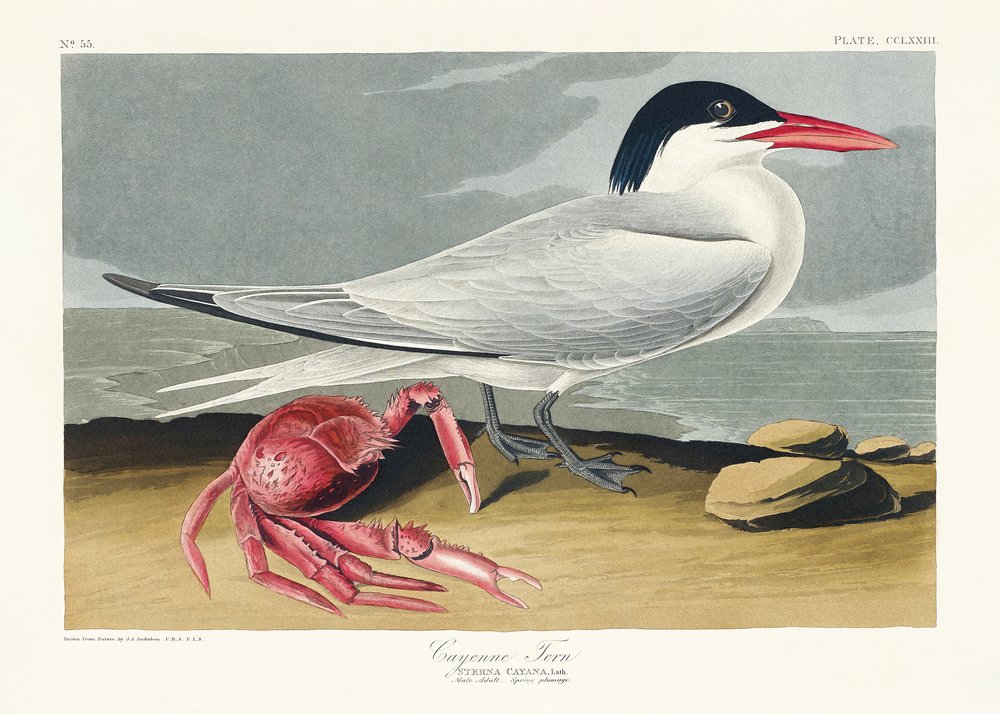  od John James Audubon