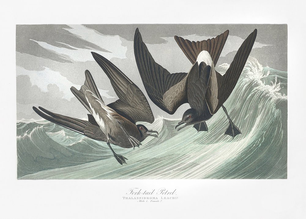  od John James Audubon