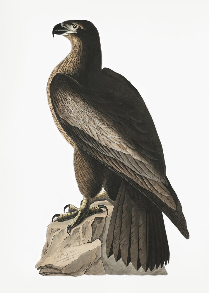  od John James Audubon