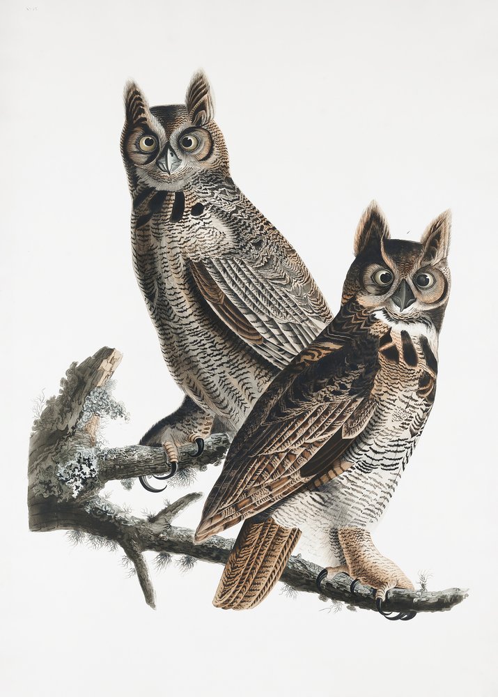  od John James Audubon