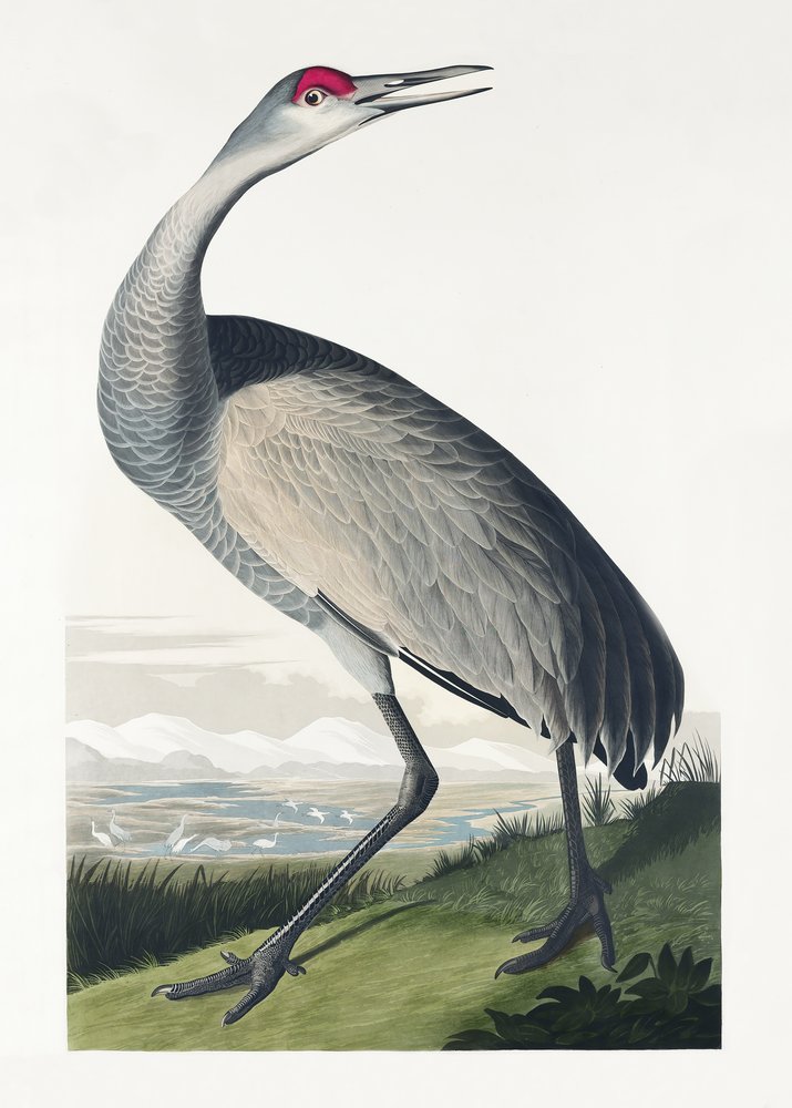  od John James Audubon