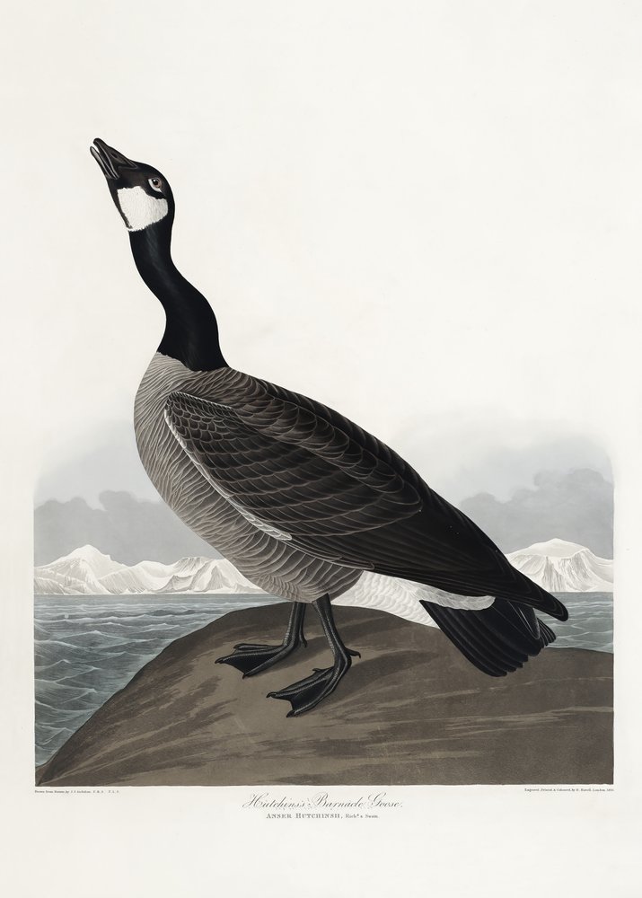  od John James Audubon