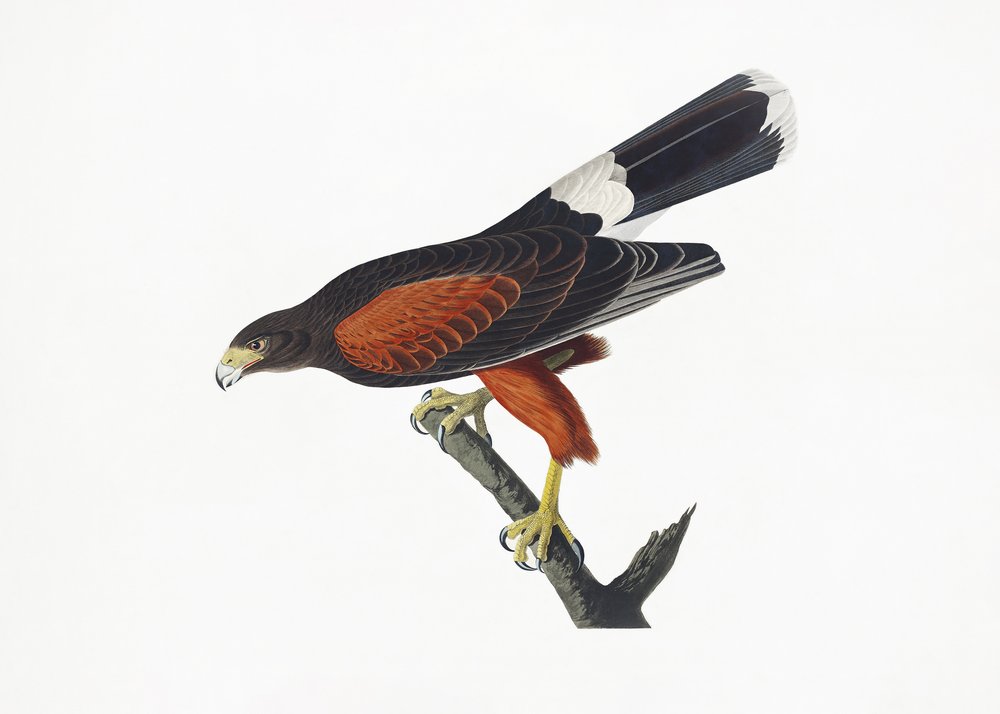  od John James Audubon