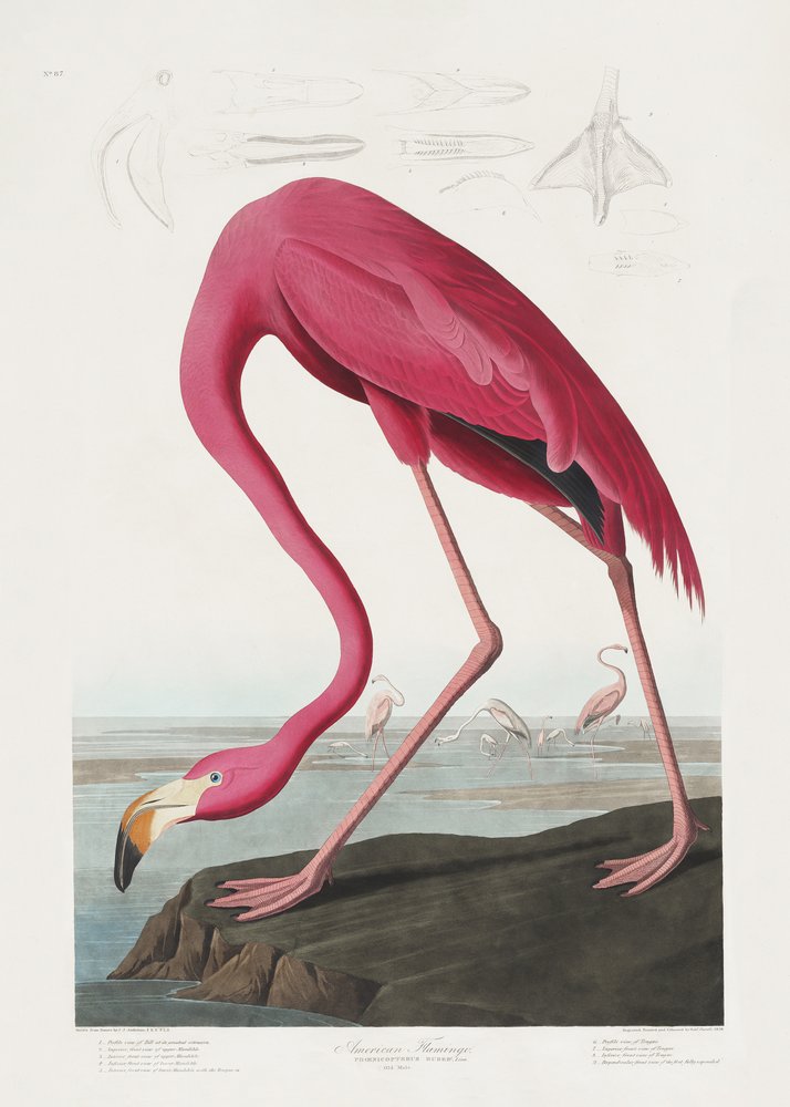 Růžový plameňák z díla „Birds of America“ (1827) od John James Audubon