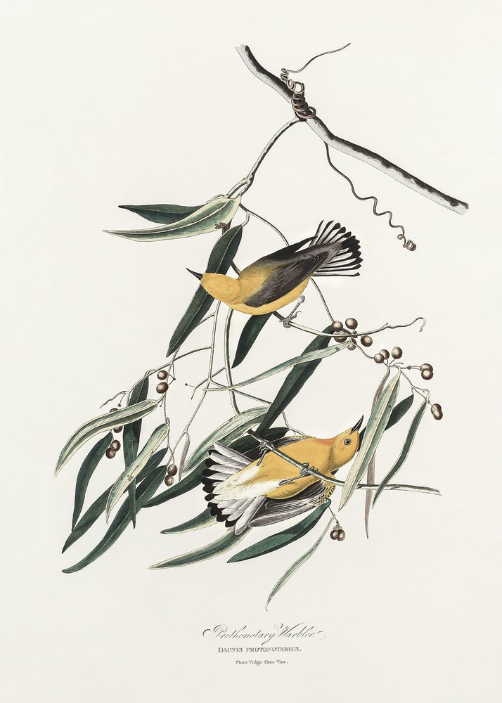 Pěnice žlutoprsá z knihy „Birds of America“ (1827) od John James Audubon