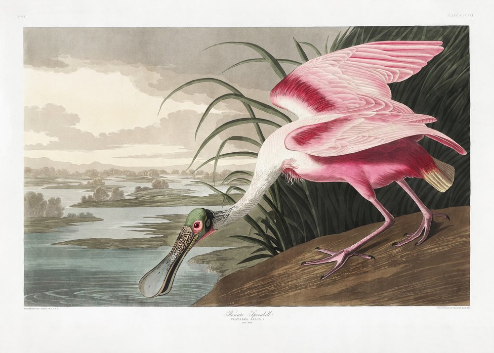 Lžícovec růžový z díla „Birds of America“ (1827) od John James Audubon