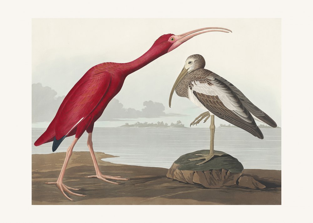 Ibis šarlatový z díla „Birds of America“ (1827) od John James Audubon