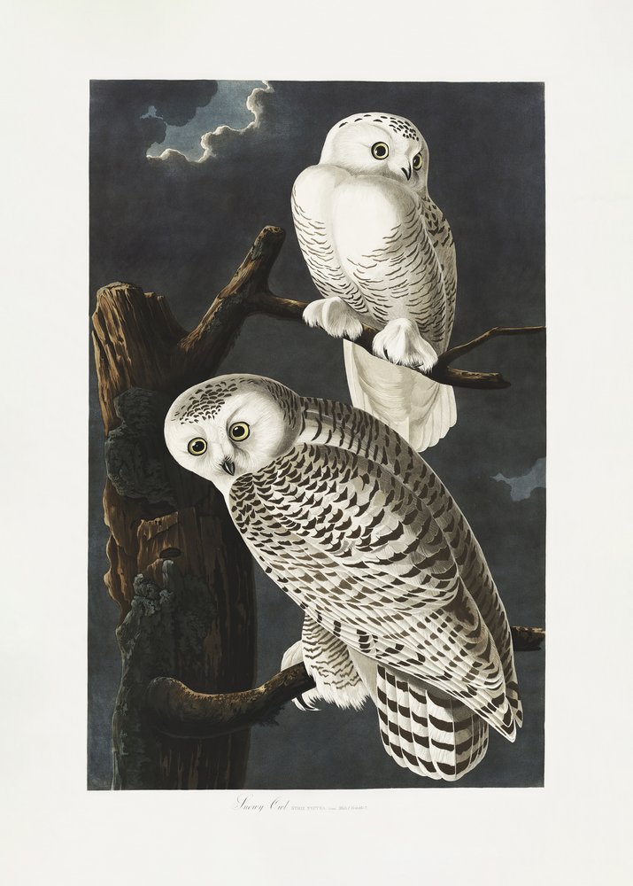  od John James Audubon