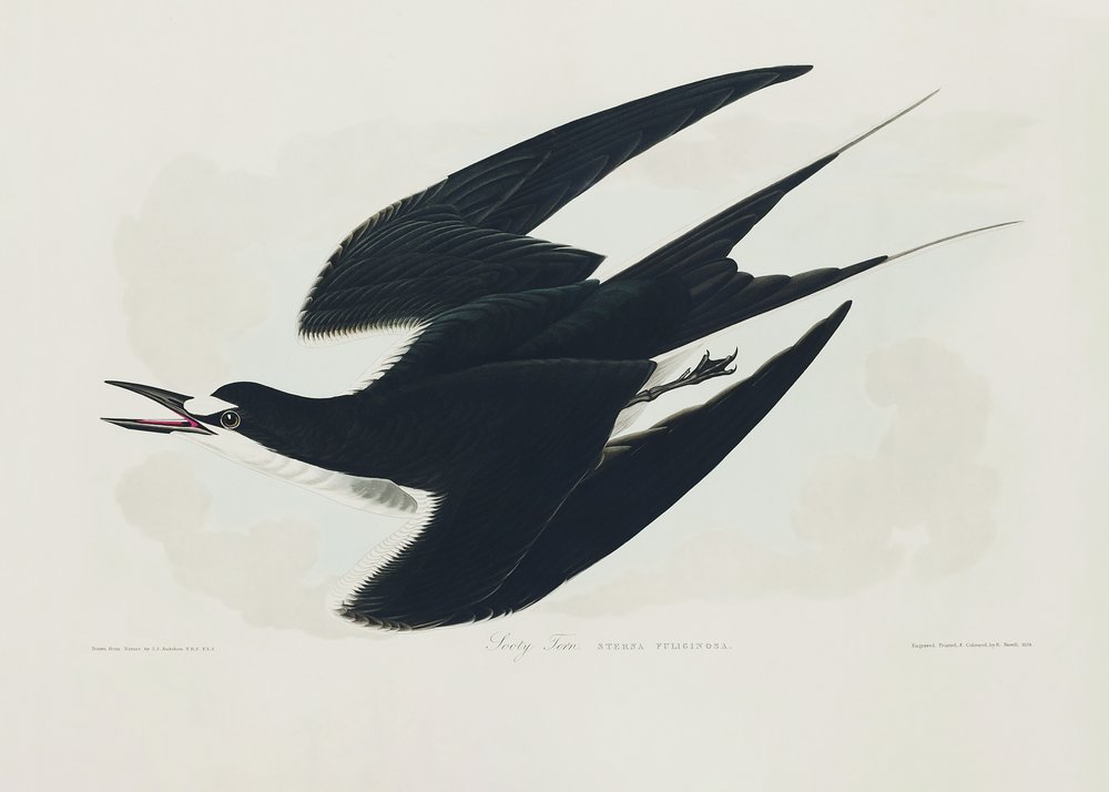  od John James Audubon