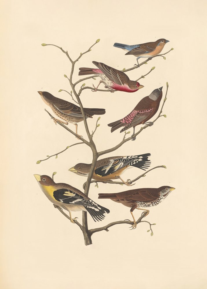 Lazulový pěnkava od John James Audubon/ Rob Havell