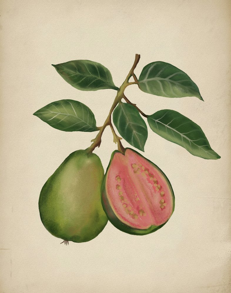 Čerstvá guava – rostlinná od Josie George