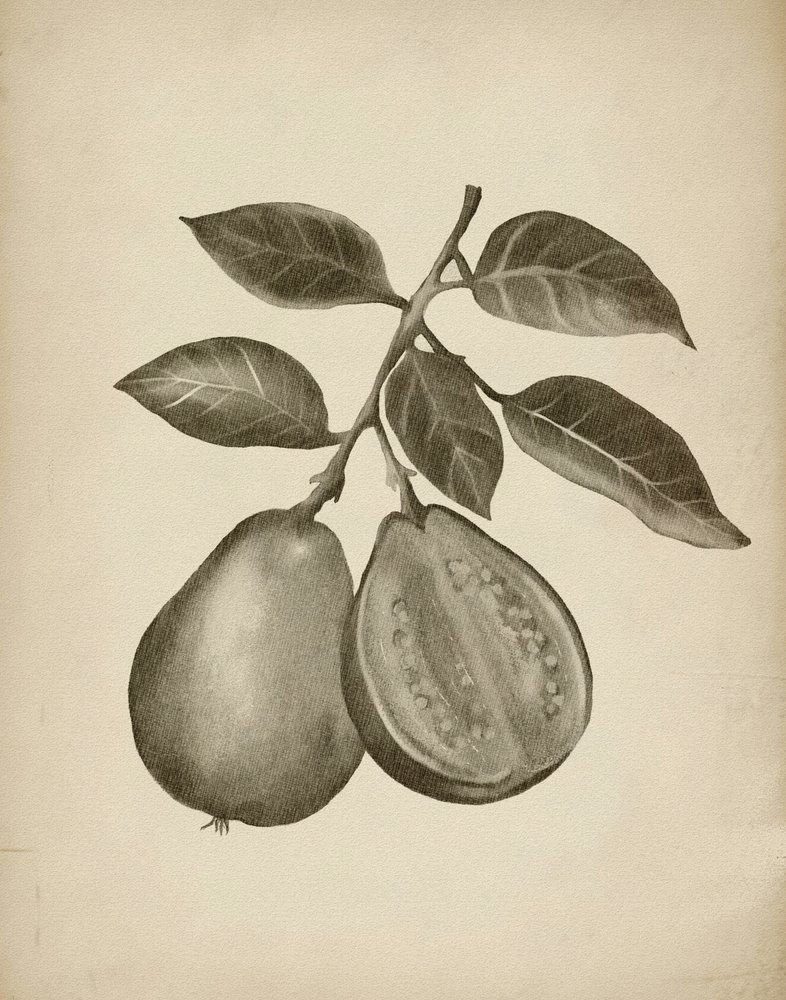 Botanická studie guavy od Josie George