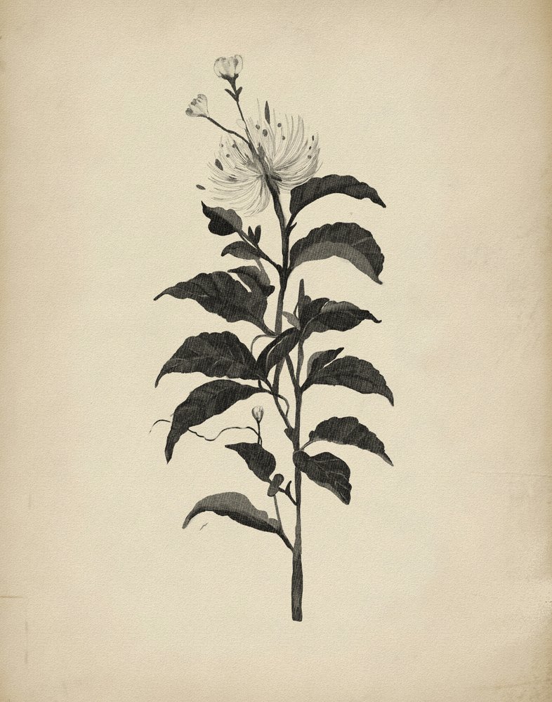 Retro botanická ilustrace od Josie George