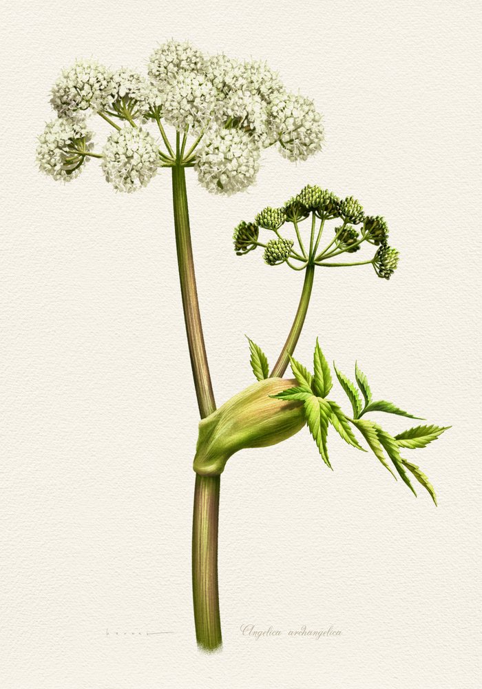 Botanická ilustrace anděliky bílé od Juan Hernaz