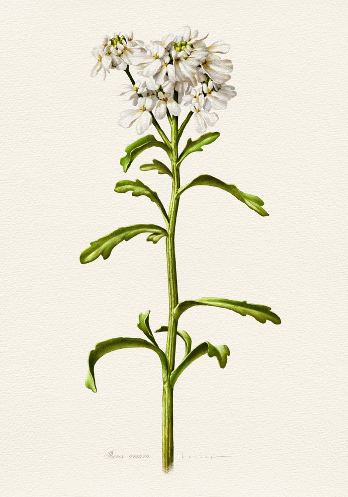 Bílá rozrazilka – botanický popis od Juan Hernaz