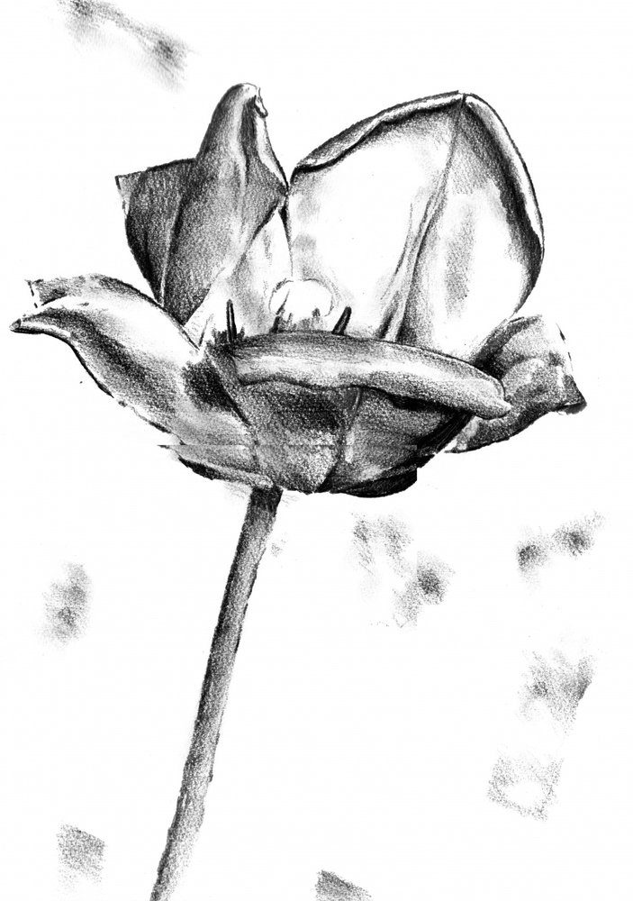  od Kulik