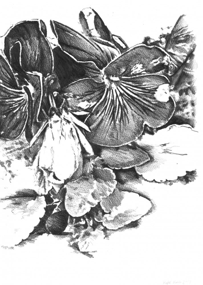  od Kulik