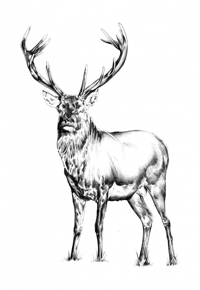  od Kulik