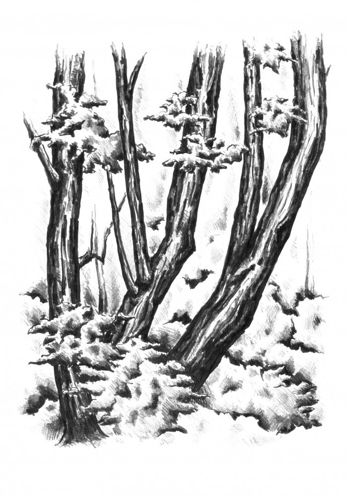 od Kulik