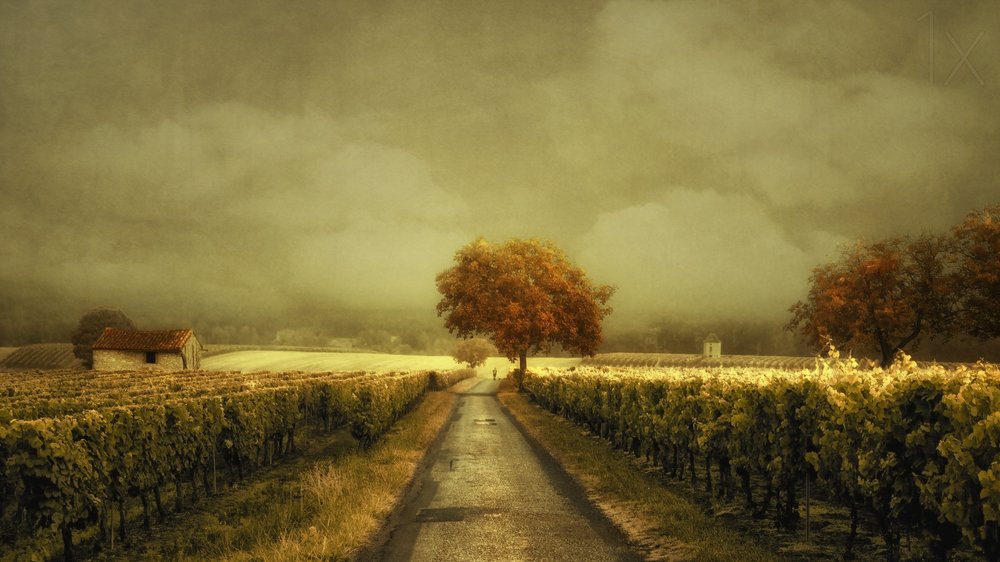 Podzimní cesta vinicemi od Lars van de Goor †