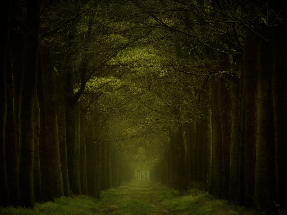 Cesta temným lesem od Lars van de Goor †