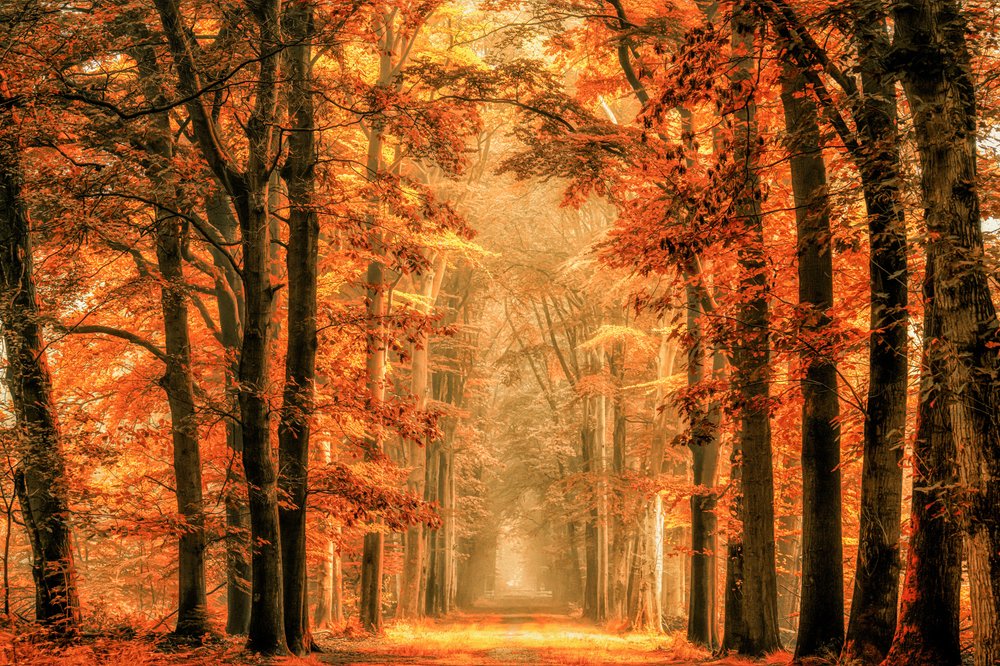 Lesní stezka v zlatém podzimu od Lars van de Goor †