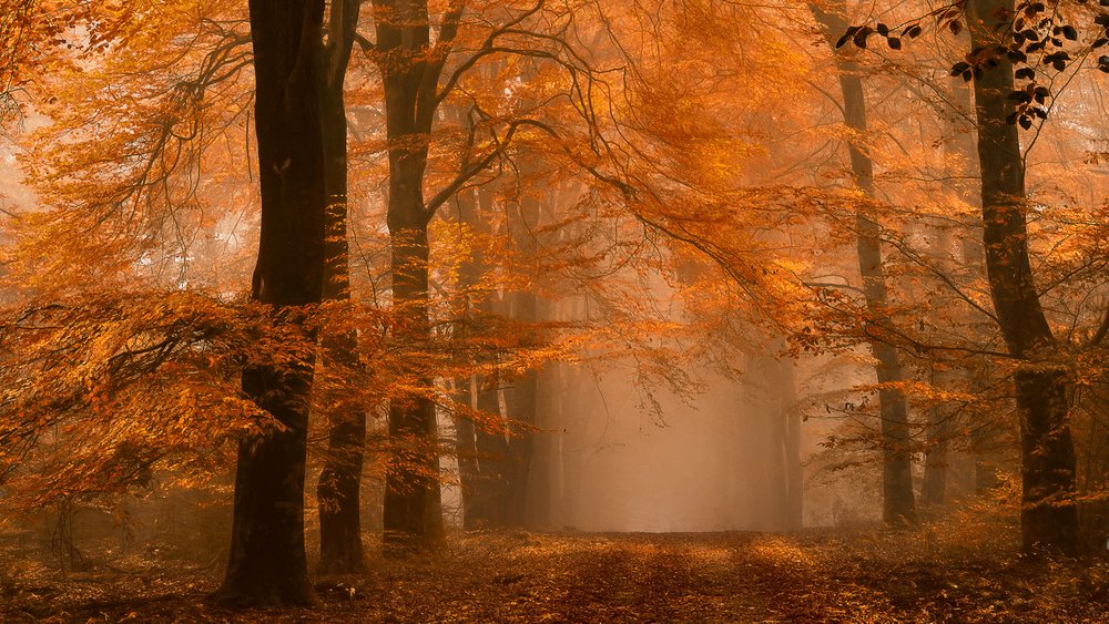 Zamlžená podzimní lesní stezka od Lars van de Goor †