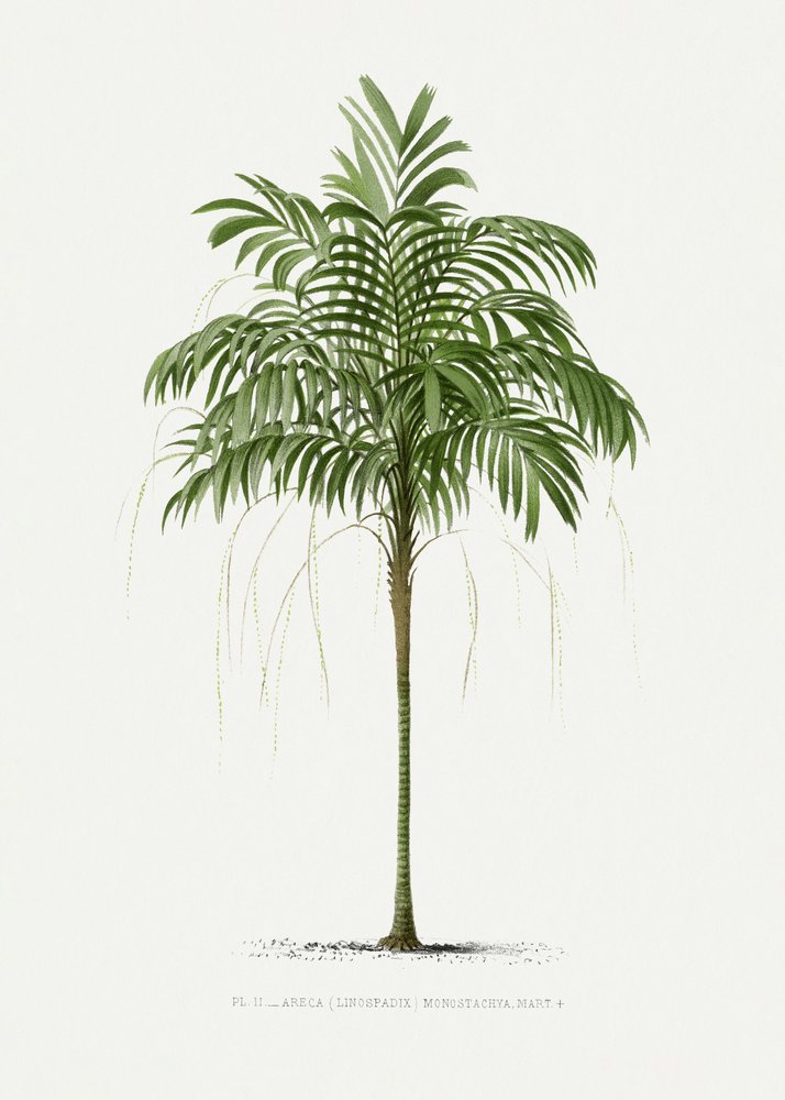 Ii Areca monostachya od Les Palmiers Histoire Iconographique