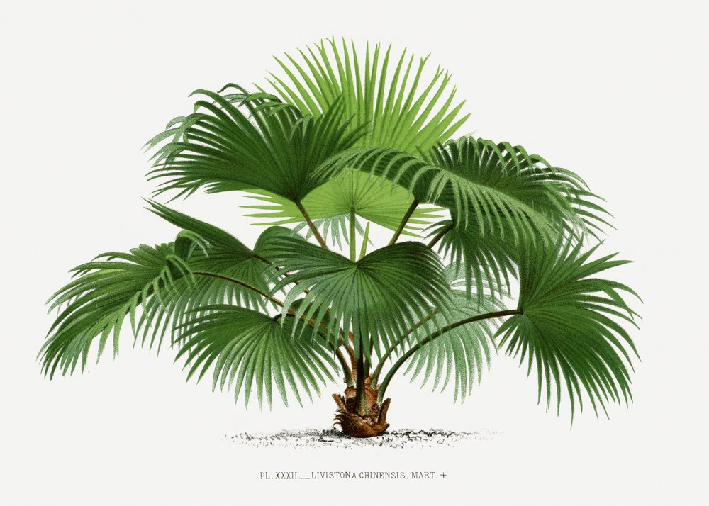 Livistona C od Les Palmiers Histoire Iconographique