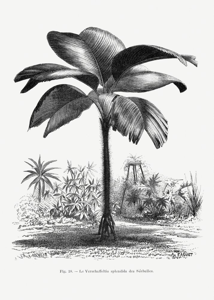 Retro kresba palmy III od Les Palmiers Histoire Iconographique