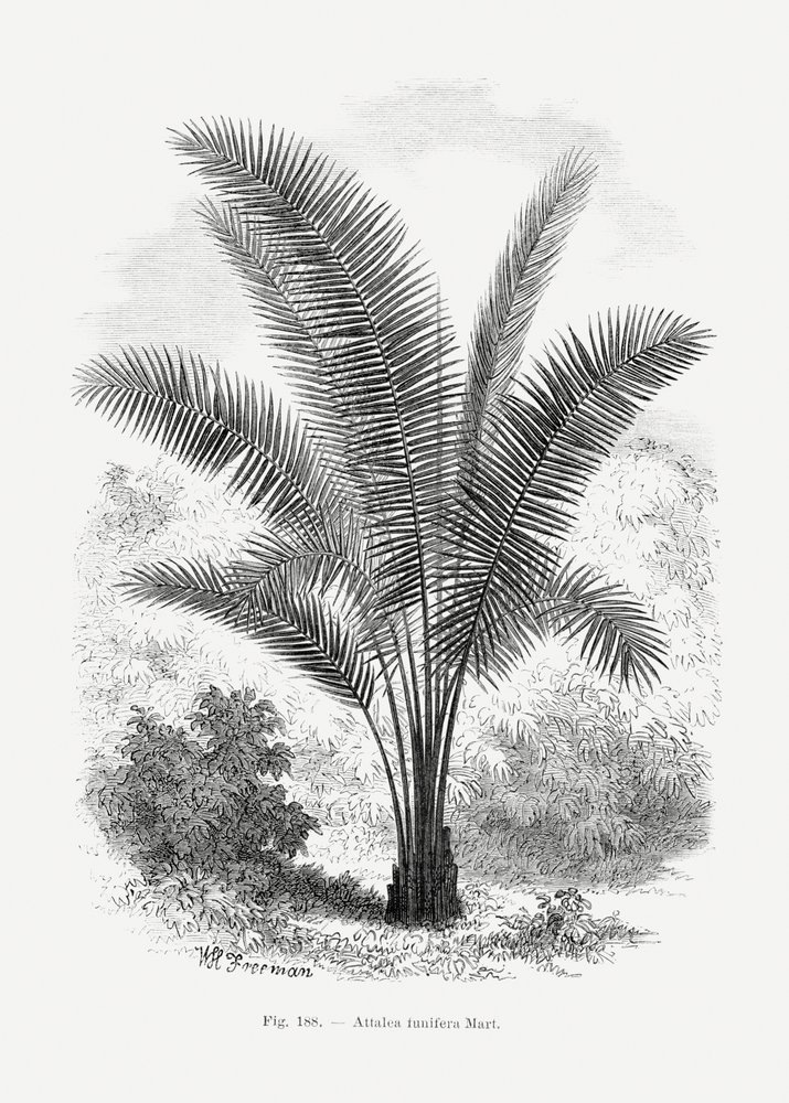 Retro kresba palmy VII od Les Palmiers Histoire Iconographique