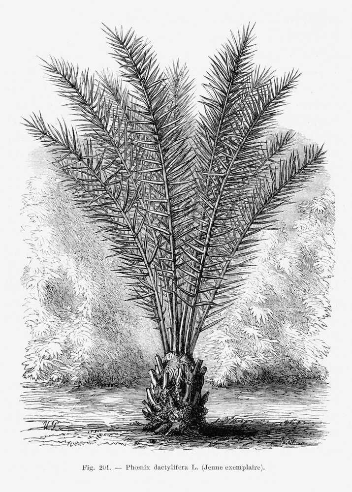 Retro kresba palmy XIII od Les Palmiers Histoire Iconographique