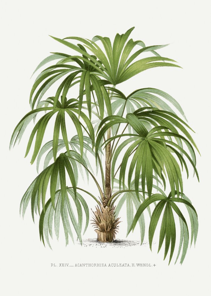 XXIV. Acanthorhiza aculeata od Les Palmiers Histoire Iconographique