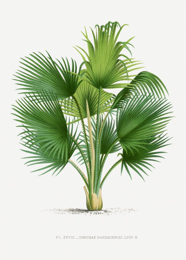 XXVII. Thrinax B od Les Palmiers Histoire Iconographique