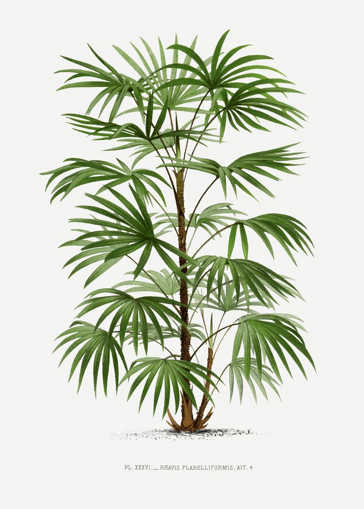Xxxvi Rhapis F od Les Palmiers Histoire Iconographique
