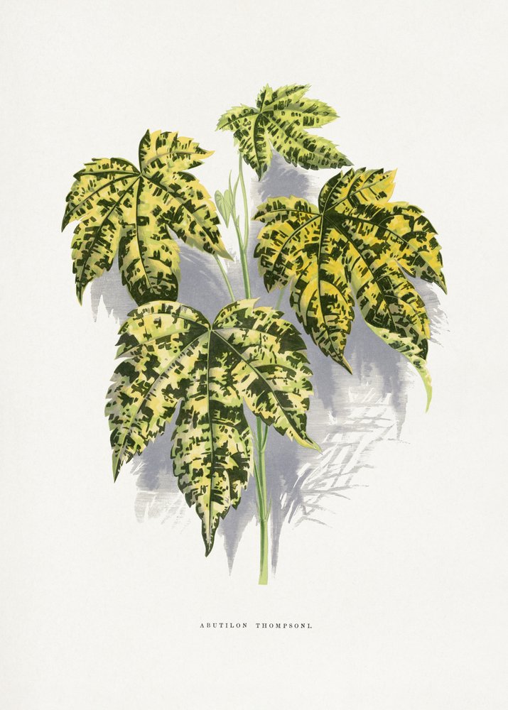 Ilustrace listu Abutilonu thompsoni od Les Plantes a Feuillage Colore