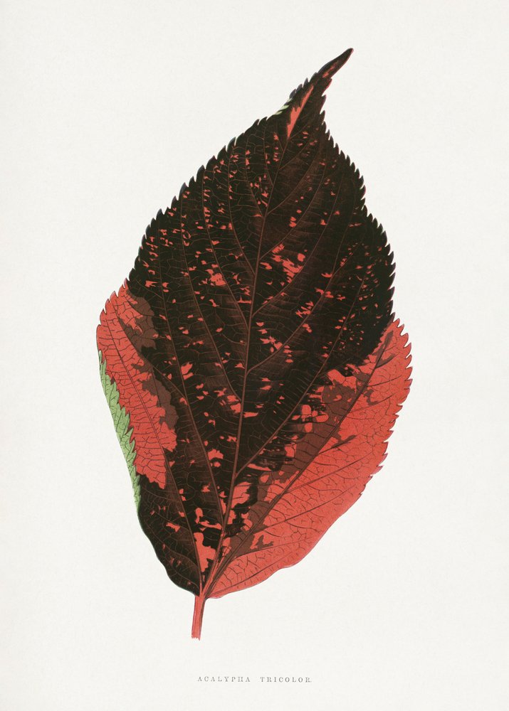 Ilustrace listu rostliny Acalypha tricolor od Les Plantes a Feuillage Colore