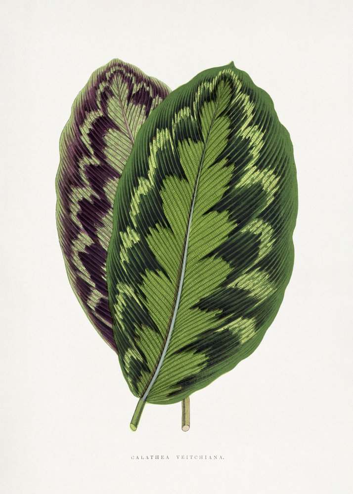 Ilustrace listu Calathea veitchiana od Les Plantes a Feuillage Colore
