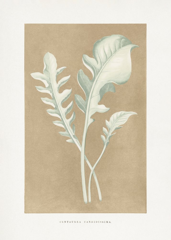 Ilustrace listu Centaurea candidissima od Les Plantes a Feuillage Colore