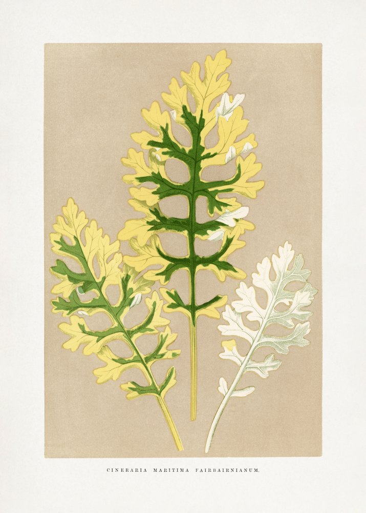 Ilustrace listu Cineraria maritima var. fairbairnianum od Les Plantes a Feuillage Colore