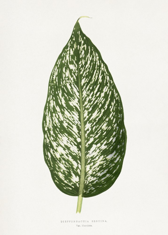 Ilustrace listu Dieffenbachie Seguina od Les Plantes a Feuillage Colore