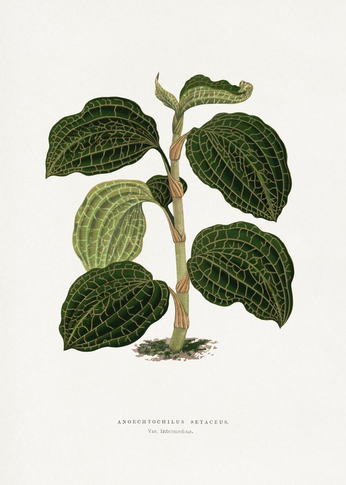 Ilustrace zeleného listu Anoechtochilus setaceus od Les Plantes a Feuillage Colore