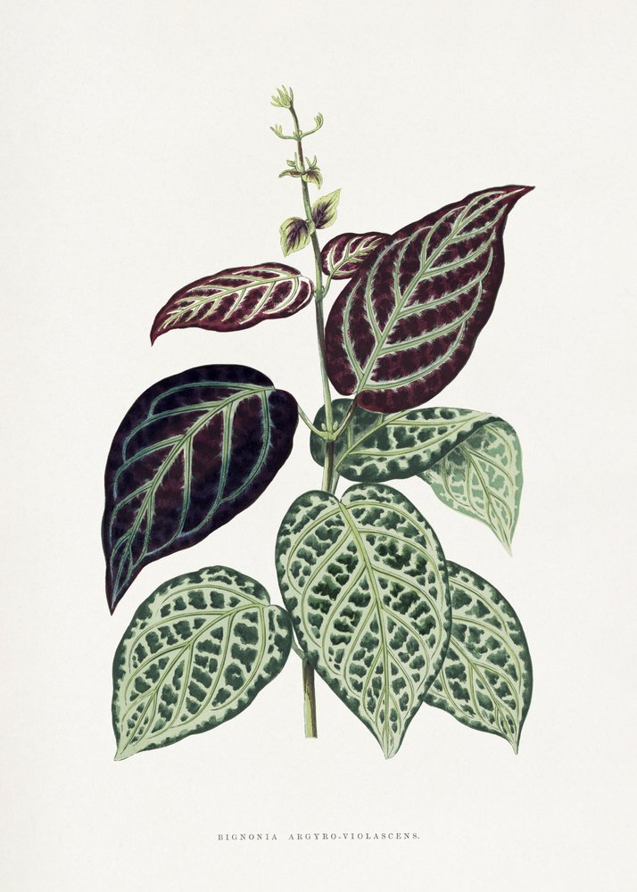 Ilustrace listu zelené bignonie (Bignonia argyro-violascens) od Les Plantes a Feuillage Colore